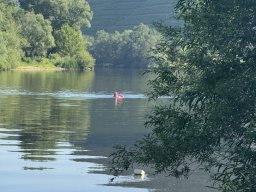 Mainschwimmen Juni 2026